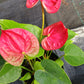 Anthurium Jambo Red Tropical Plant