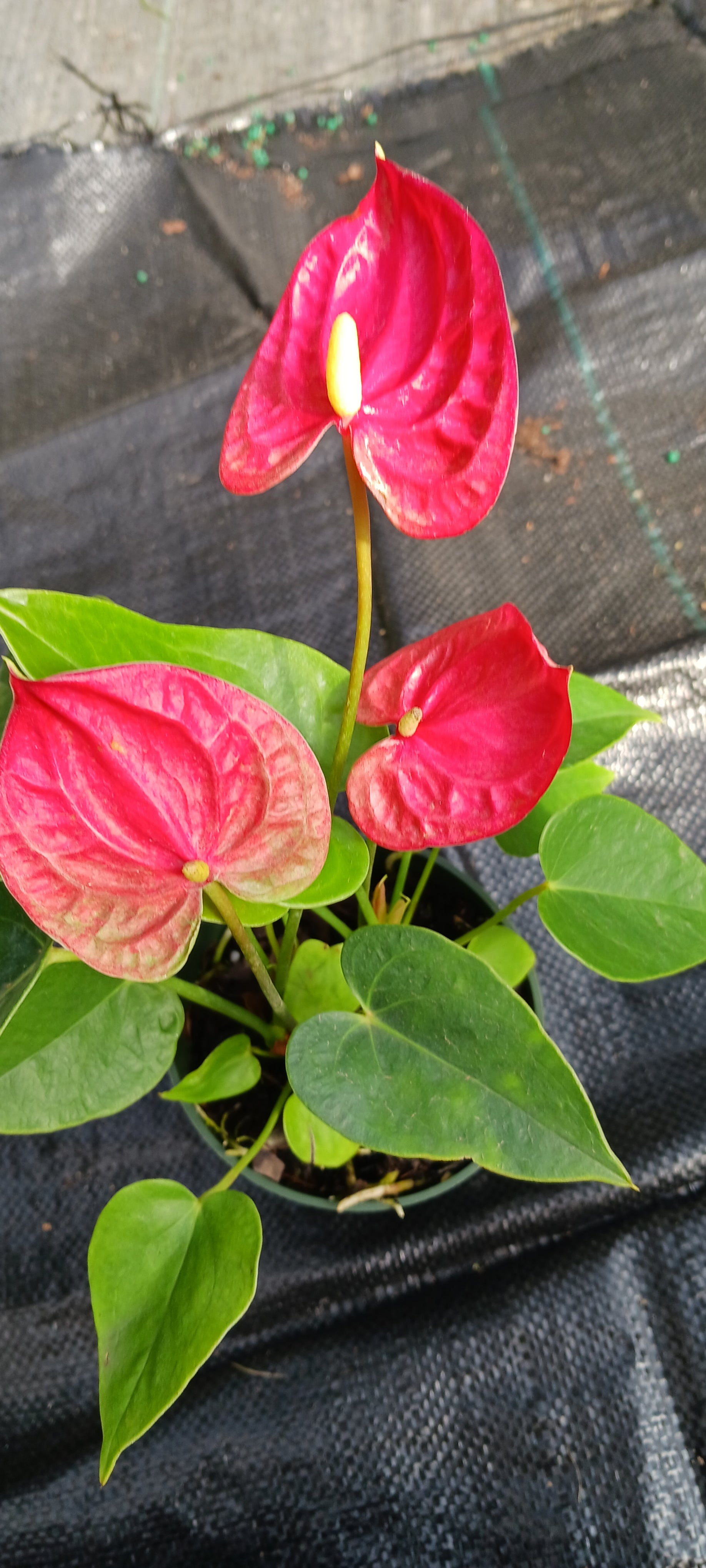 is anthurium a tropical plant Anthurium Jambo Red Tropical Plant