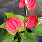 Anthurium Jambo Red Tropical Plant