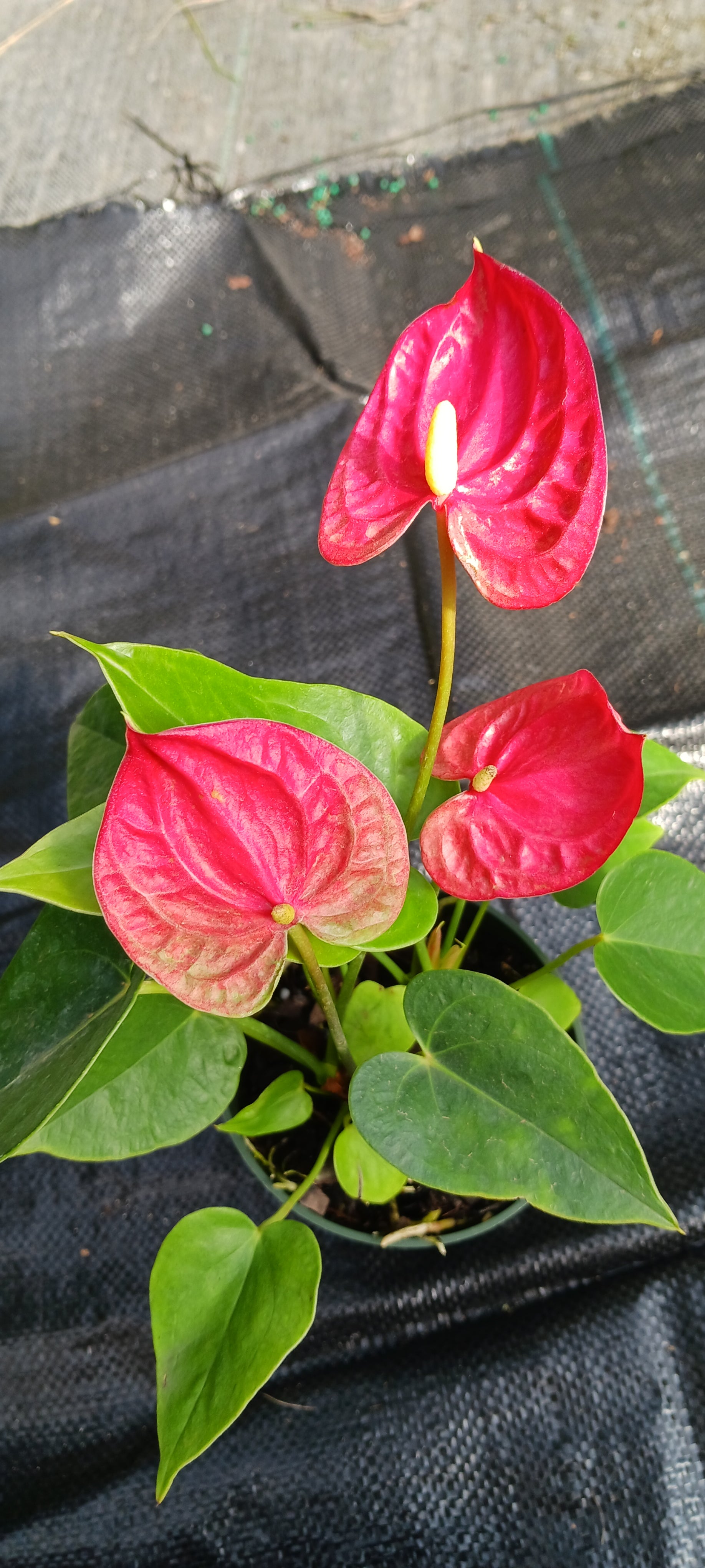 tropical plant anthurium Anthurium Jambo Red Tropical Plant