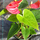 Anthurium Jambo Red Tropical Plant