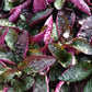 Hemigraphis alternata Exotica Purple Waffle Tropical Plant