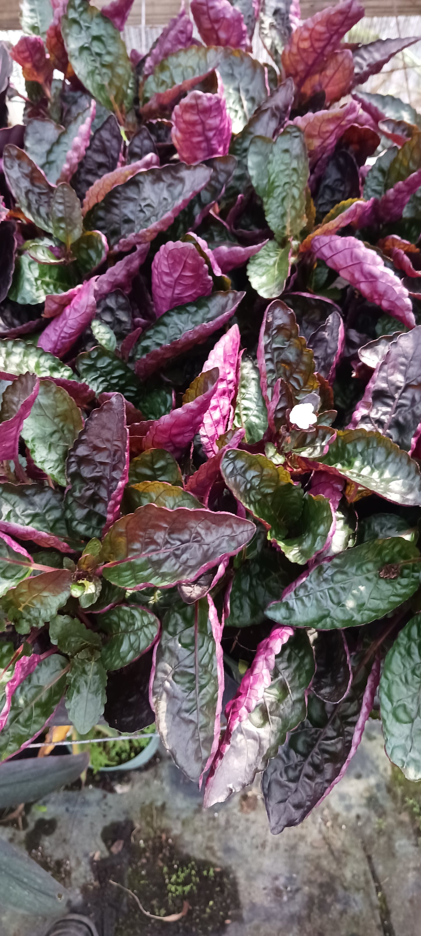 Hemigraphis alternata Exotica Purple Waffle Tropical Plant