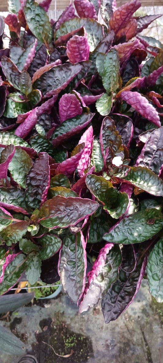 Hemigraphis alternata Exotica Purple Waffle Tropical Plant