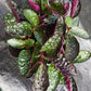 Hemigraphis alternata Exotica Purple Waffle Tropical Plant