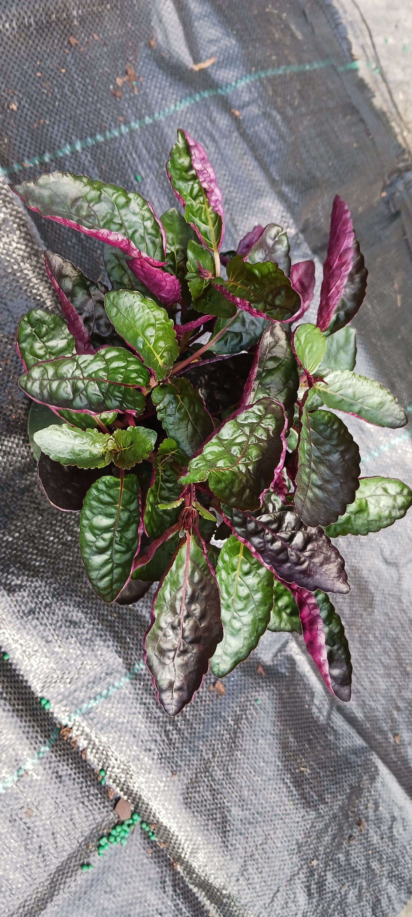 Hemigraphis alternata Exotica Purple Waffle Tropical Plant