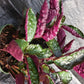 Hemigraphis alternata Exotica Purple Waffle Tropical Plant