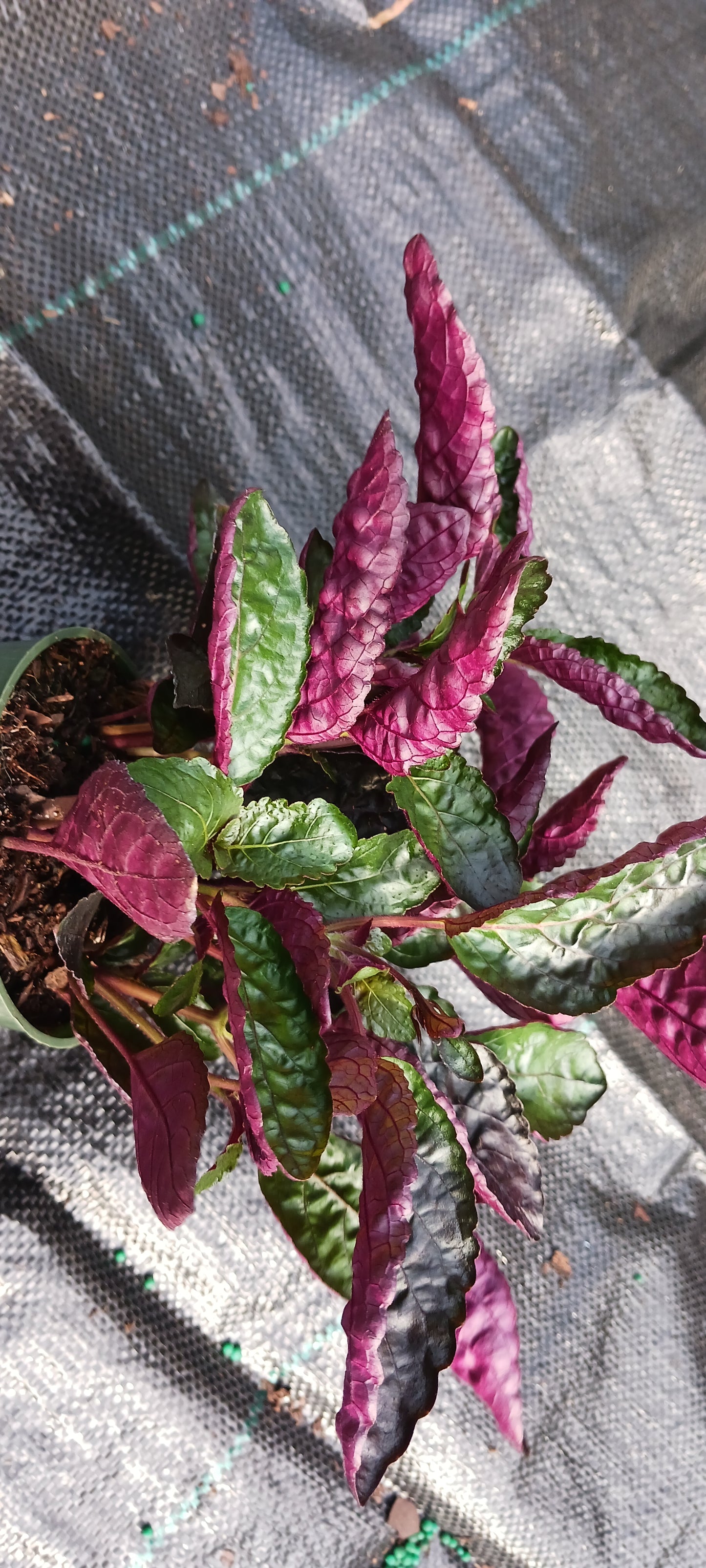 Hemigraphis alternata Exotica Purple Waffle Tropical Plant