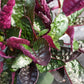 Hemigraphis alternata Exotica Purple Waffle Tropical Plant