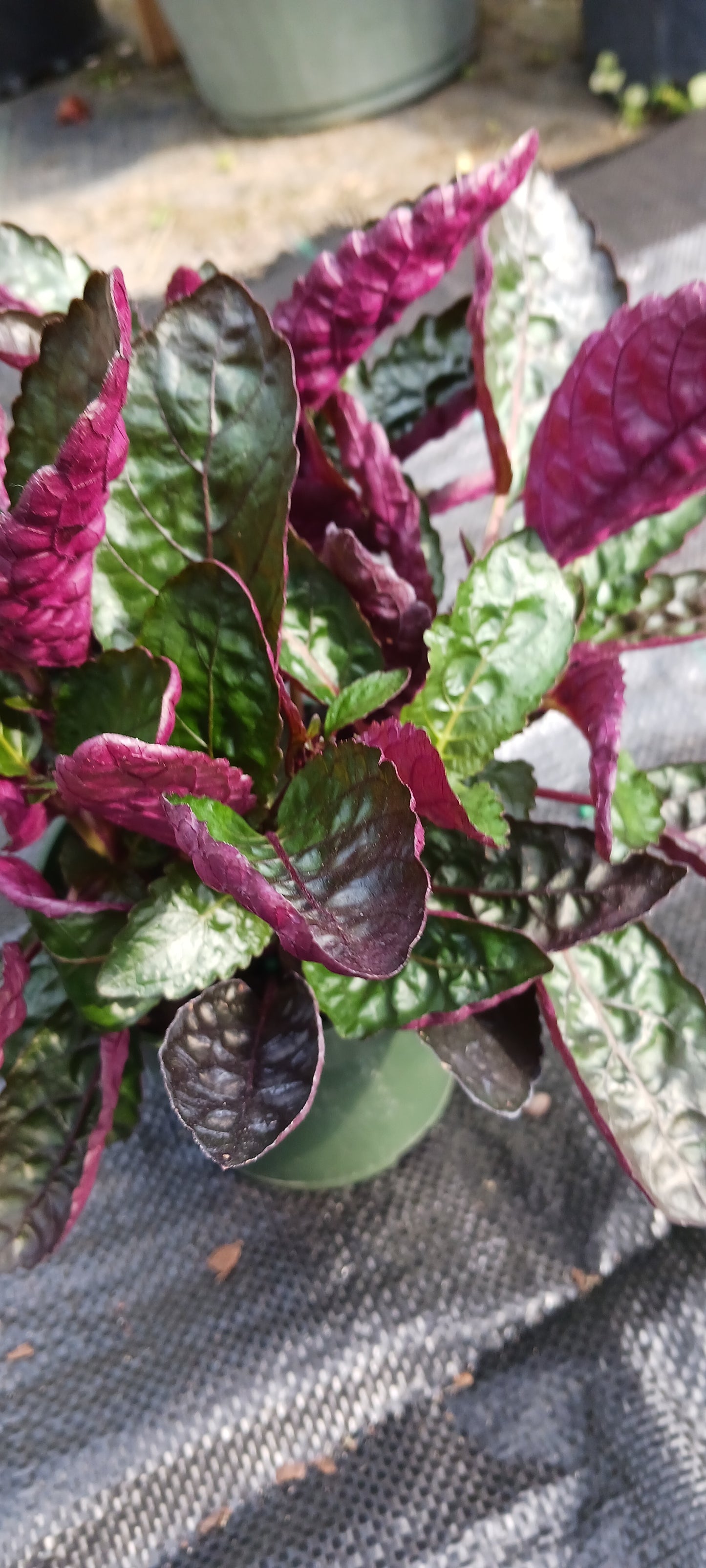 Hemigraphis alternata Exotica Purple Waffle Tropical Plant