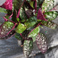 Hemigraphis alternata Exotica Purple Waffle Tropical Plant