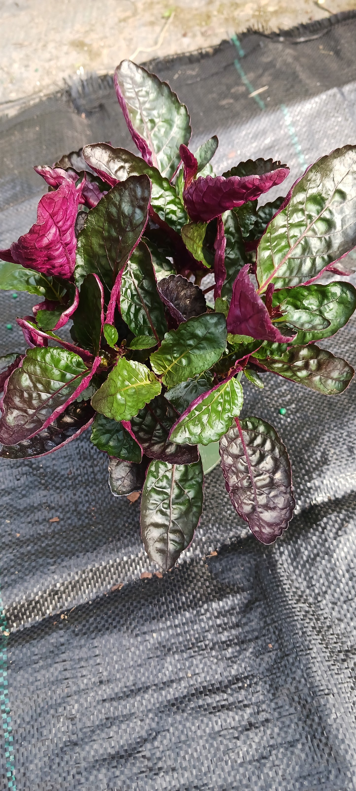 Hemigraphis alternata Exotica Purple Waffle Tropical Plant