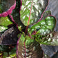 Hemigraphis alternata Exotica Purple Waffle Tropical Plant