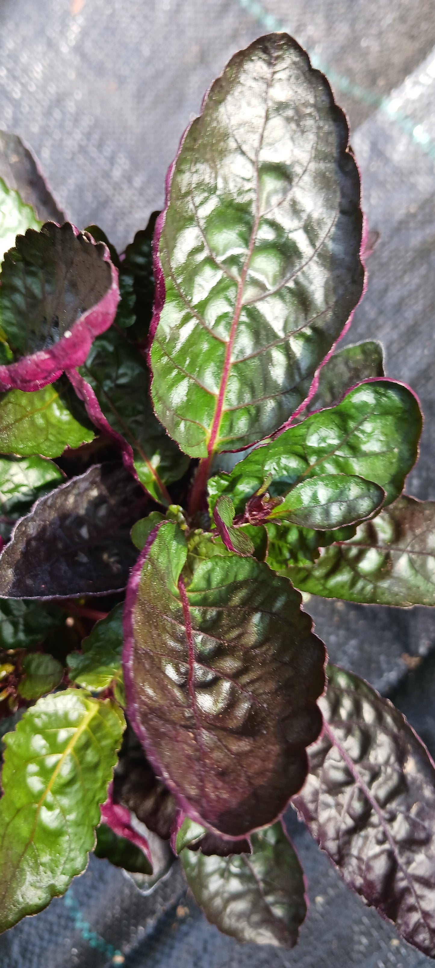 Hemigraphis alternata Exotica Purple Waffle Tropical Plant