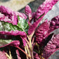 Hemigraphis alternata Exotica Purple Waffle Tropical Plant
