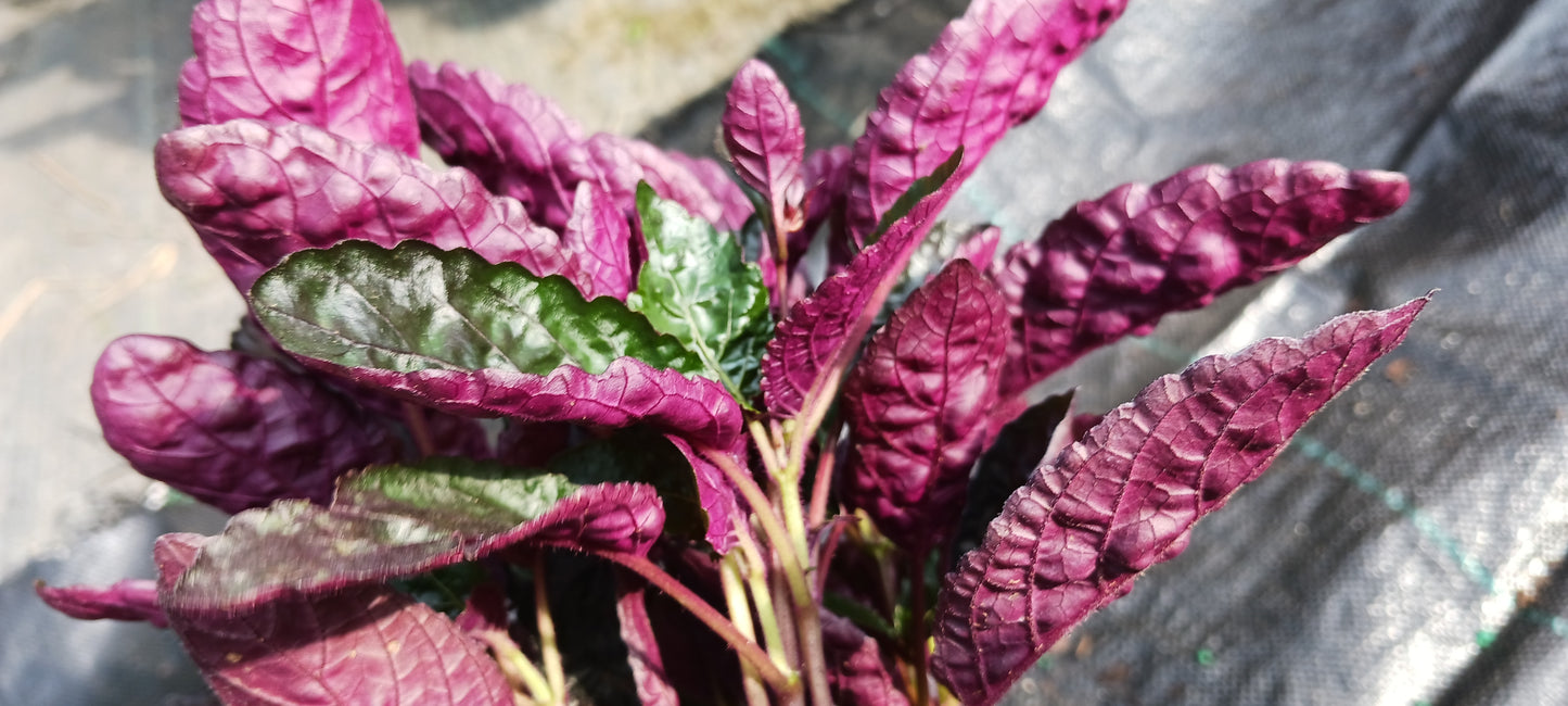 Hemigraphis alternata Exotica Purple Waffle Tropical Plant