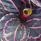 Buy (One Get One Desk Top Plan tin 4 inch pot Tropical Plant