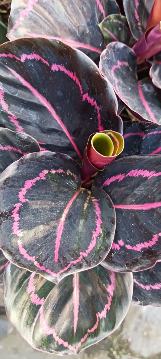 Calathea Dottie Tropical Plant