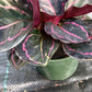 Calathea Dottie Tropical Plant