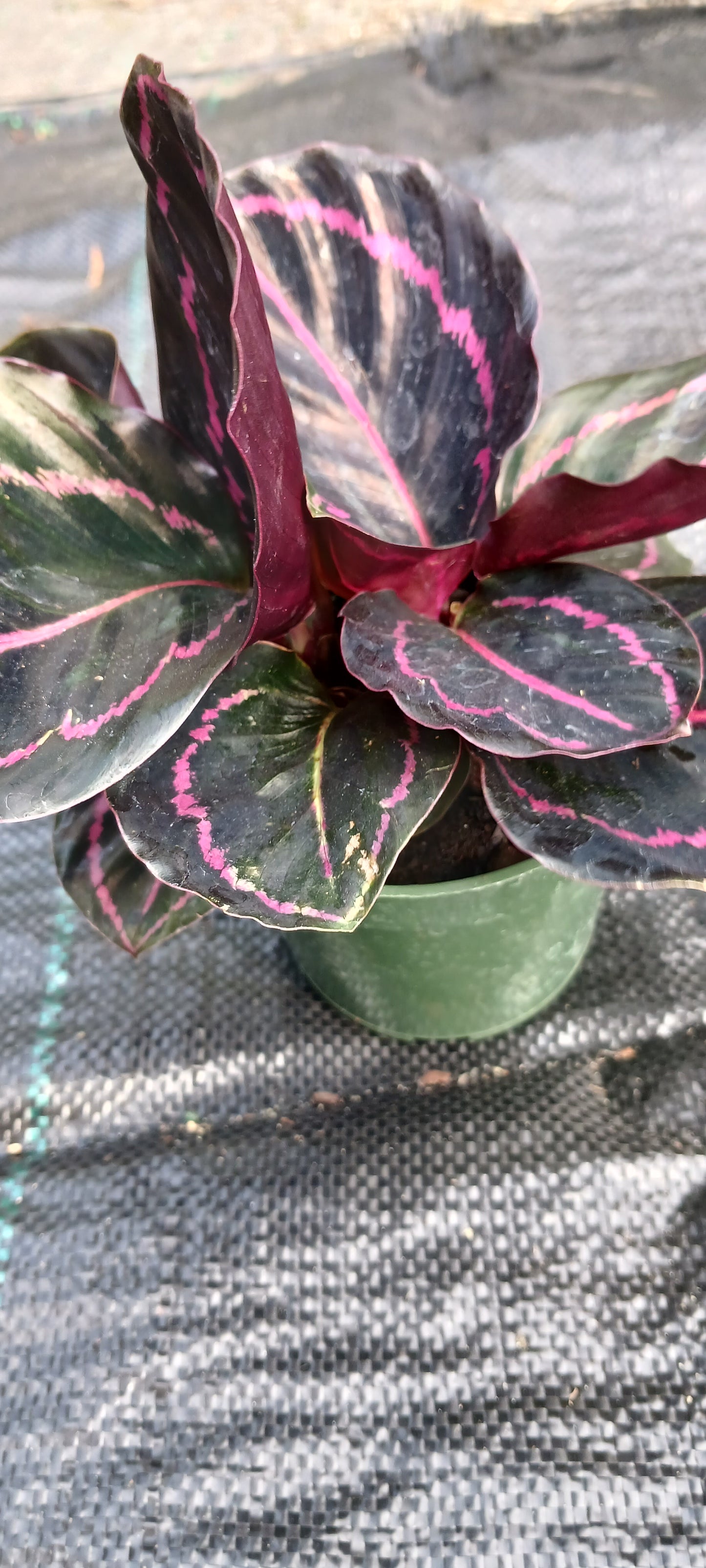 Calathea Dottie Tropical Plant