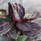 Calathea Dottie Tropical Plant