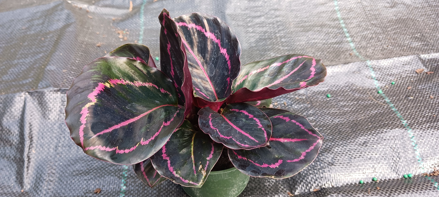 Calathea Dottie Tropical Plant
