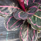 Calathea Dottie Tropical Plant