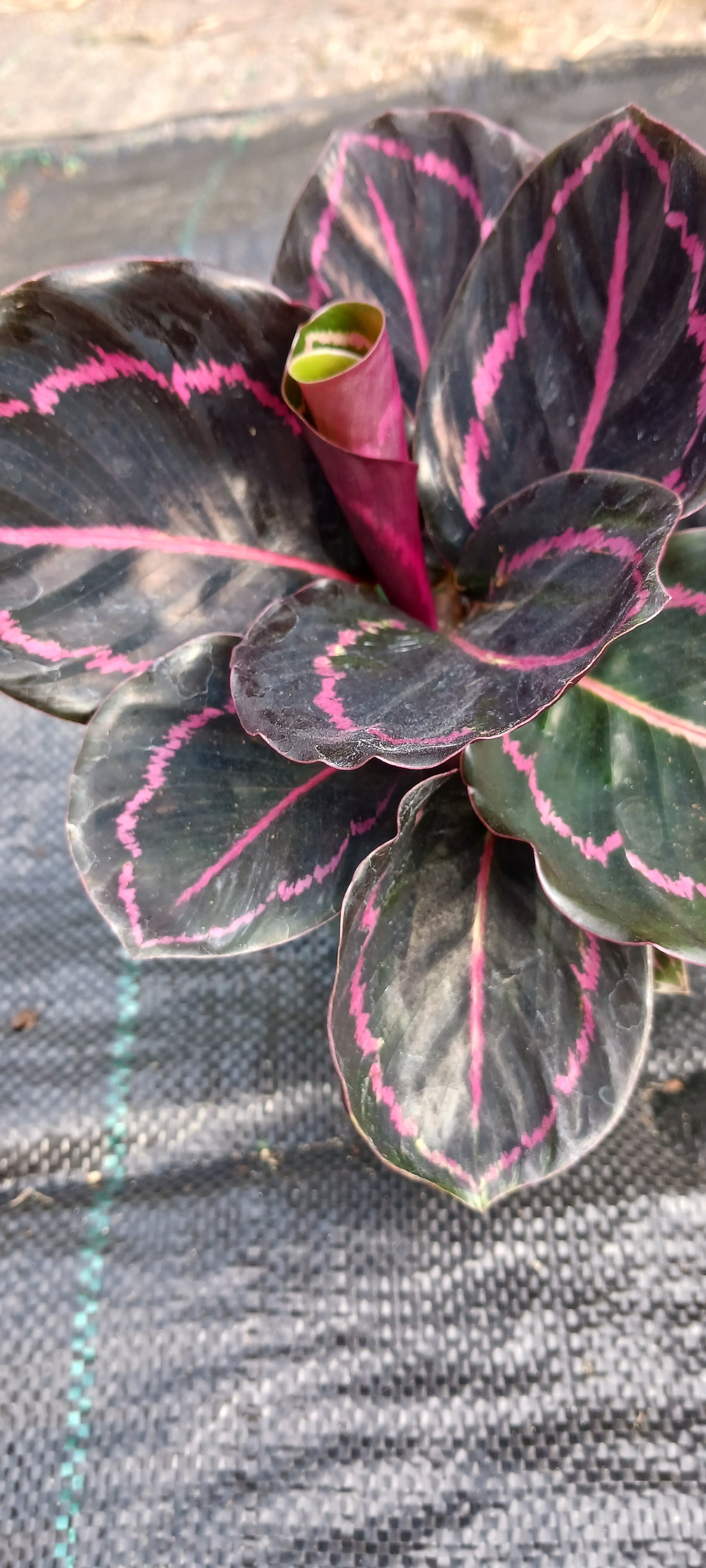 Calathea Dottie Tropical Plant