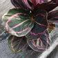 Calathea Dottie Tropical Plant