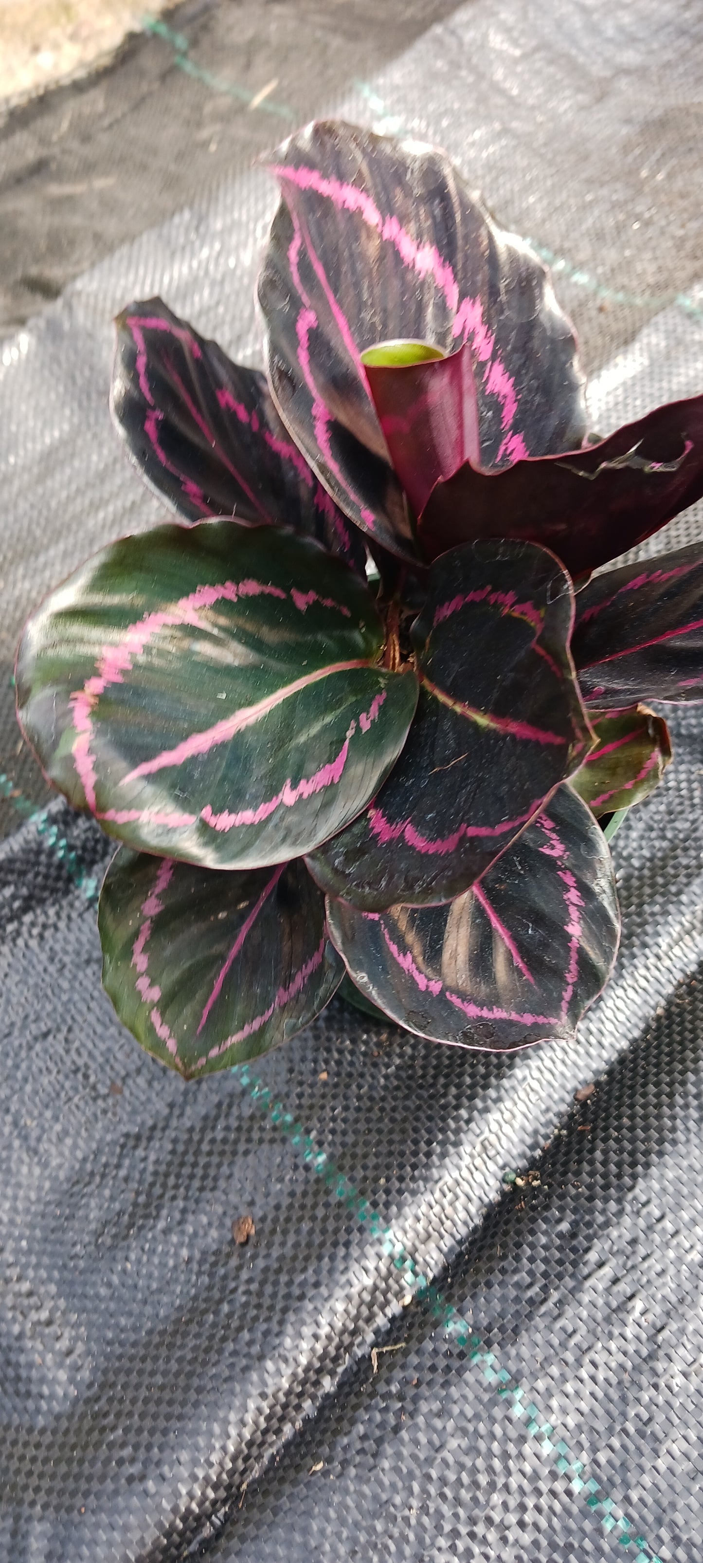 Calathea Dottie Tropical Plant