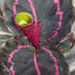 Calathea Dottie Tropical Plant