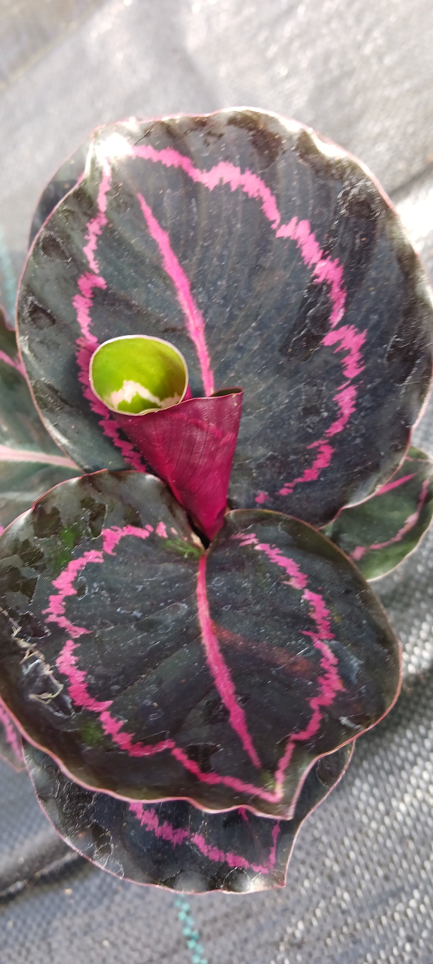Calathea Dottie Tropical Plant