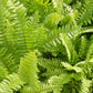 Florida Sword Fern Nephrolepis exaltata Boston Fern 4" pot plant