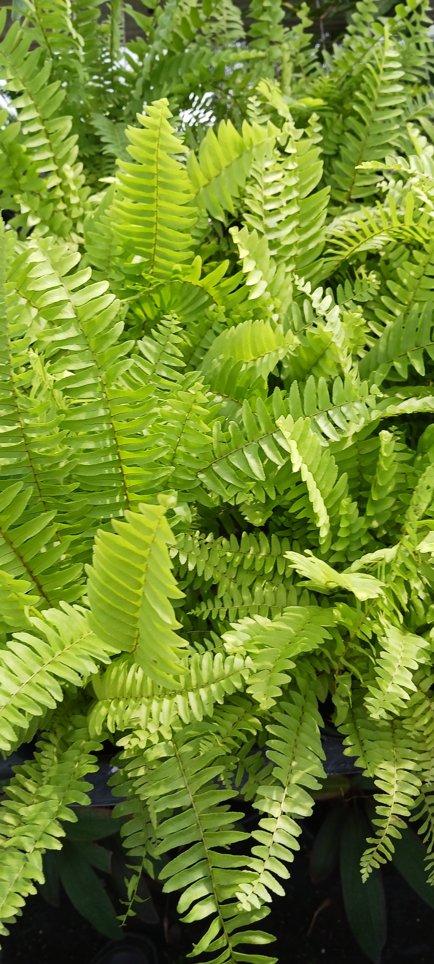 Florida Sword Fern Nephrolepis exaltata Boston Fern 4" pot plant