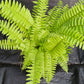 Florida Sword Fern Nephrolepis exaltata Boston Fern 4" pot plant