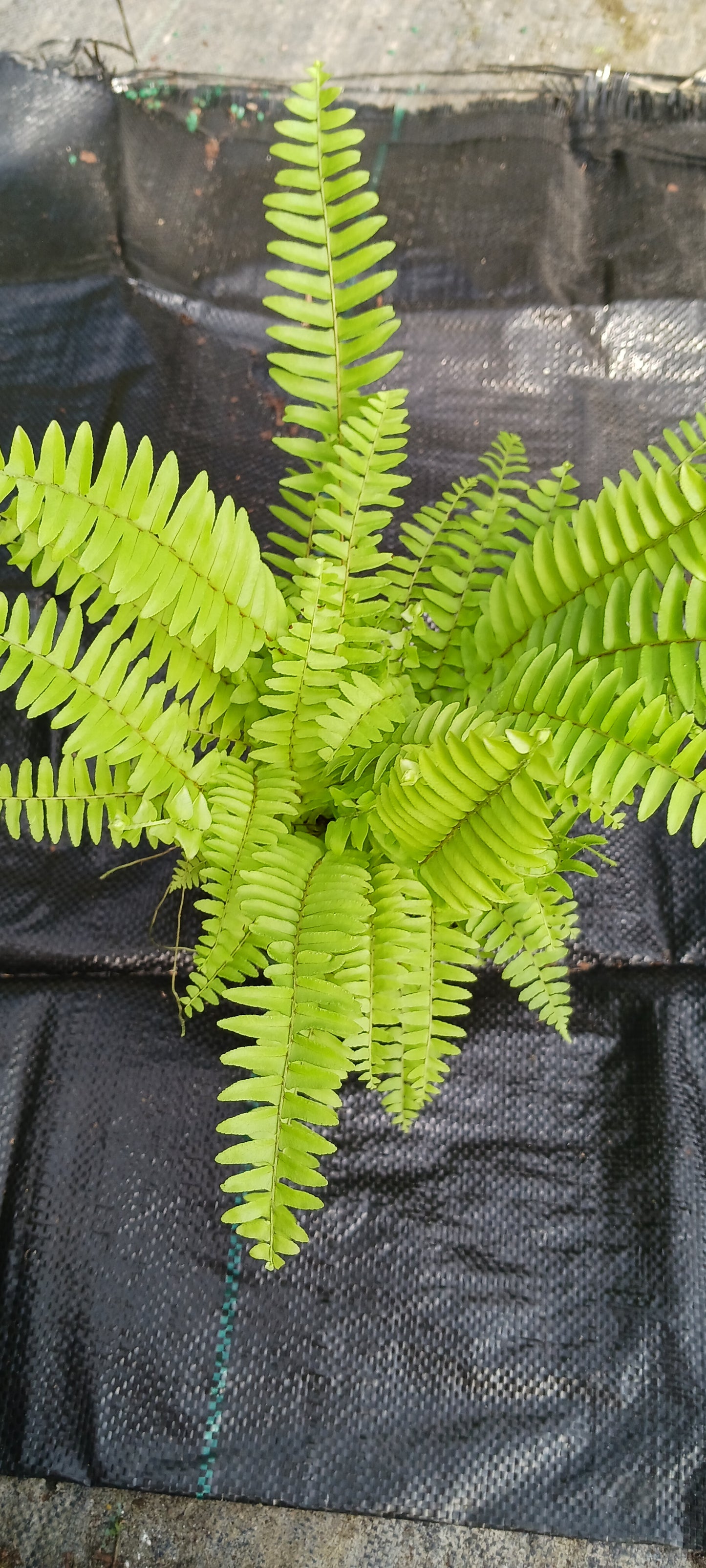 Florida Sword Fern Nephrolepis exaltata Boston Fern 4" pot plant