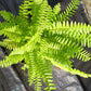 Florida Sword Fern Nephrolepis exaltata Boston Fern 4" pot plant