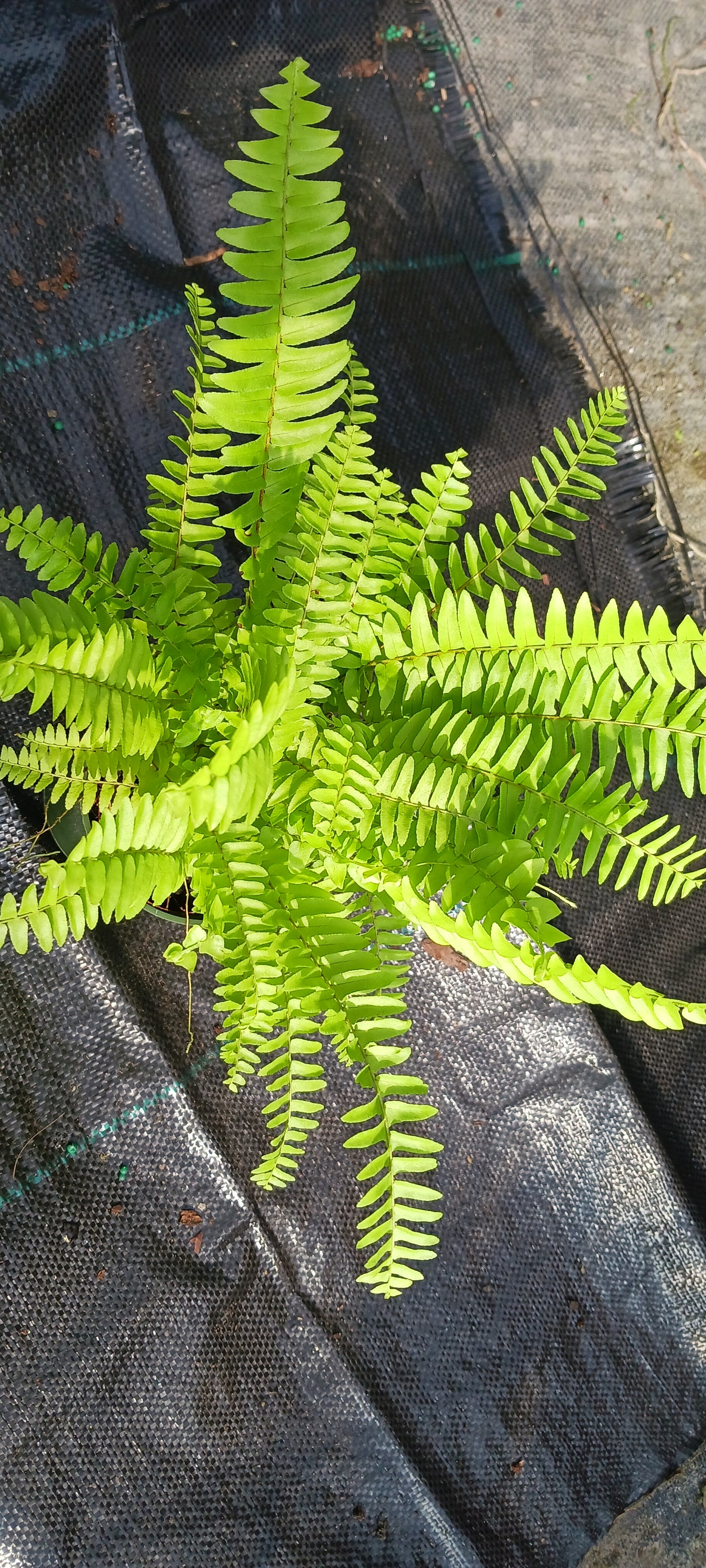 Florida Sword Fern Nephrolepis exaltata Boston Fern 4" pot plant