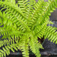 Florida Sword Fern Nephrolepis exaltata Boston Fern 4" pot plant