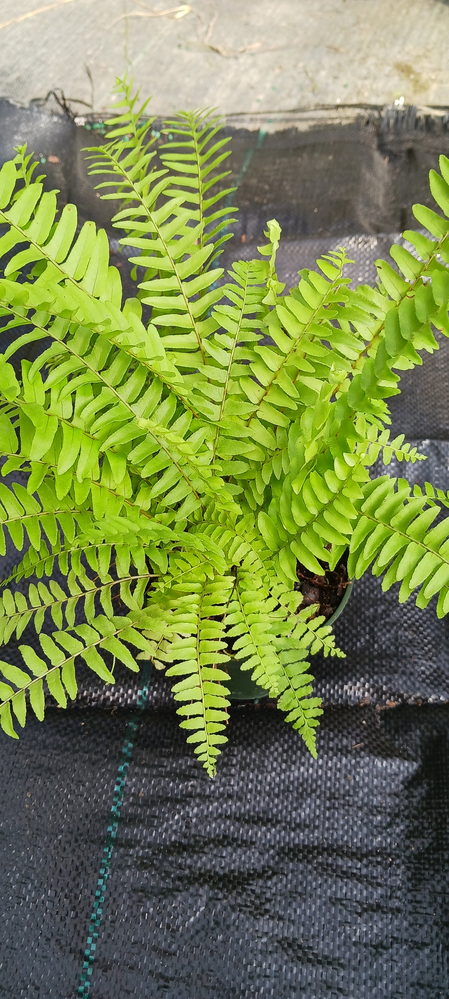 Florida Sword Fern Nephrolepis exaltata Boston Fern 4" pot plant