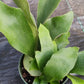 Staghorn Fern Platycerium bifurcatum Netherlands Tropical Plants