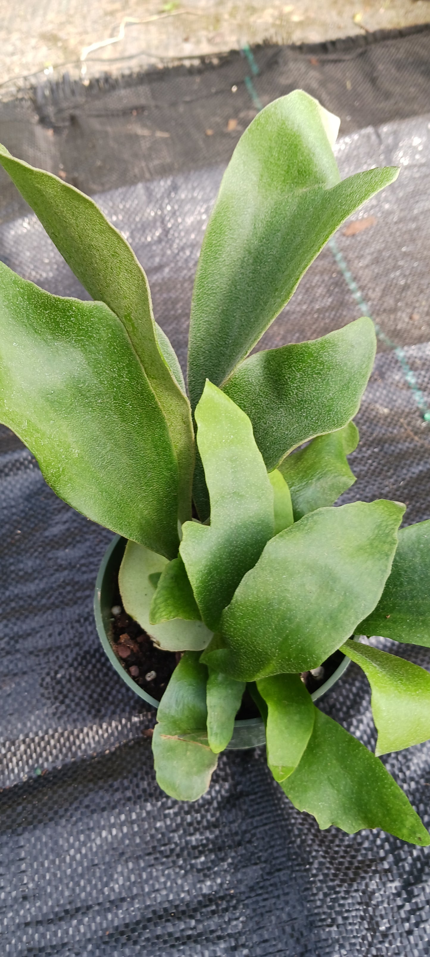 Staghorn Fern Platycerium bifurcatum Netherlands Tropical Plants