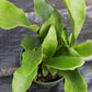 Staghorn Fern Platycerium bifurcatum Netherlands Tropical Plants
