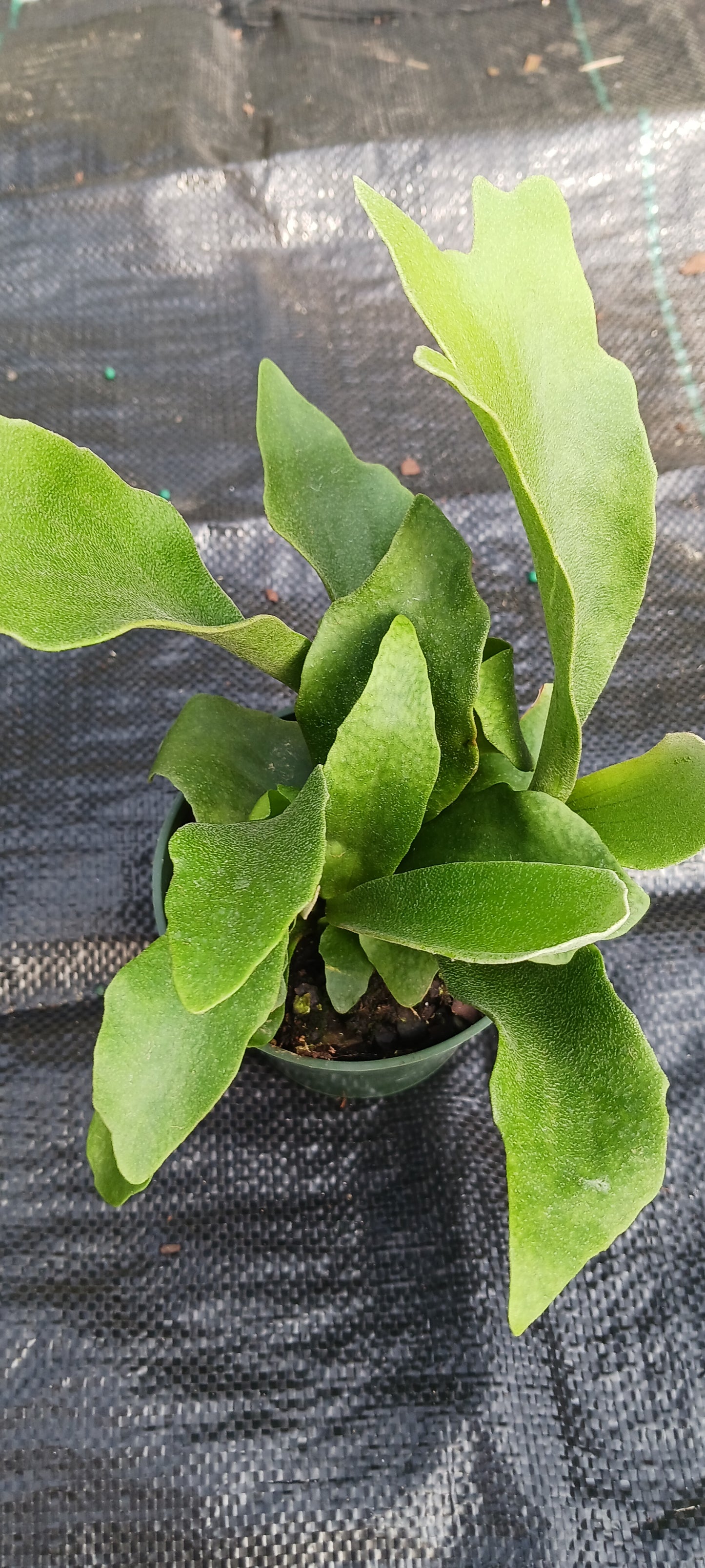 Staghorn Fern Platycerium bifurcatum Netherlands Tropical Plants