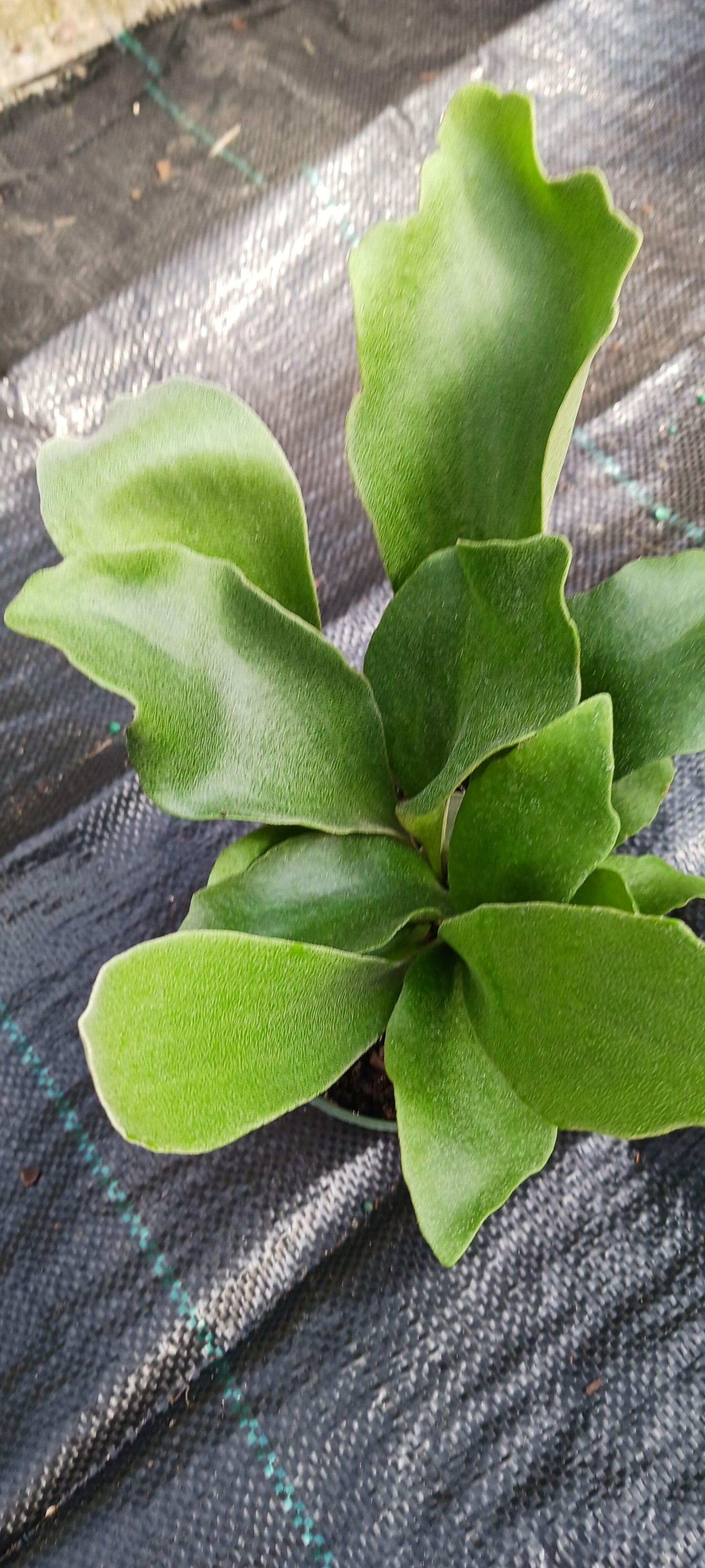 Staghorn Fern Platycerium bifurcatum Netherlands Tropical Plants
