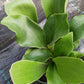 Buy (One Get One Desk Top Plan tin 4 inch pot Tropical Plant
