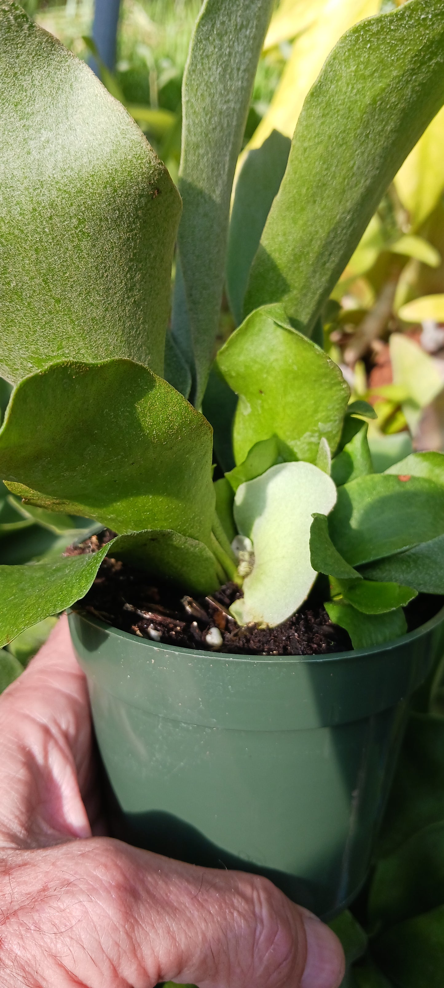 Staghorn Fern Platycerium bifurcatum Netherlands Tropical Plants