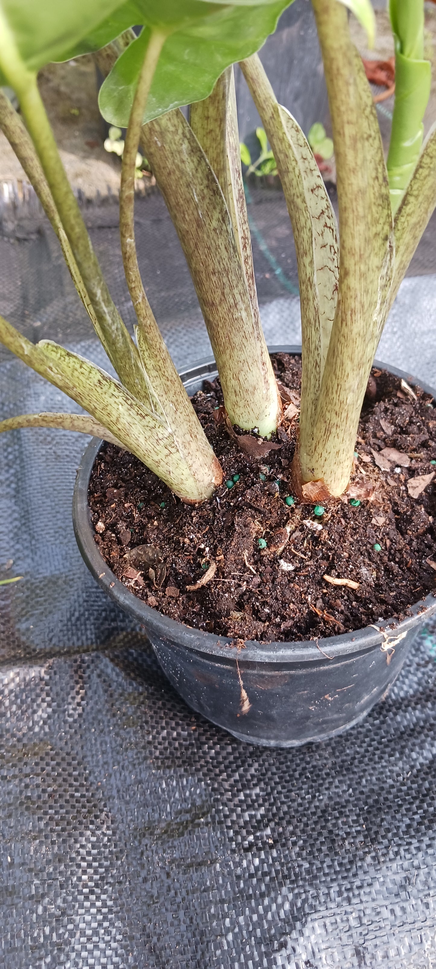 Alocasia Low Rider Elephant Ear Tropical Plant