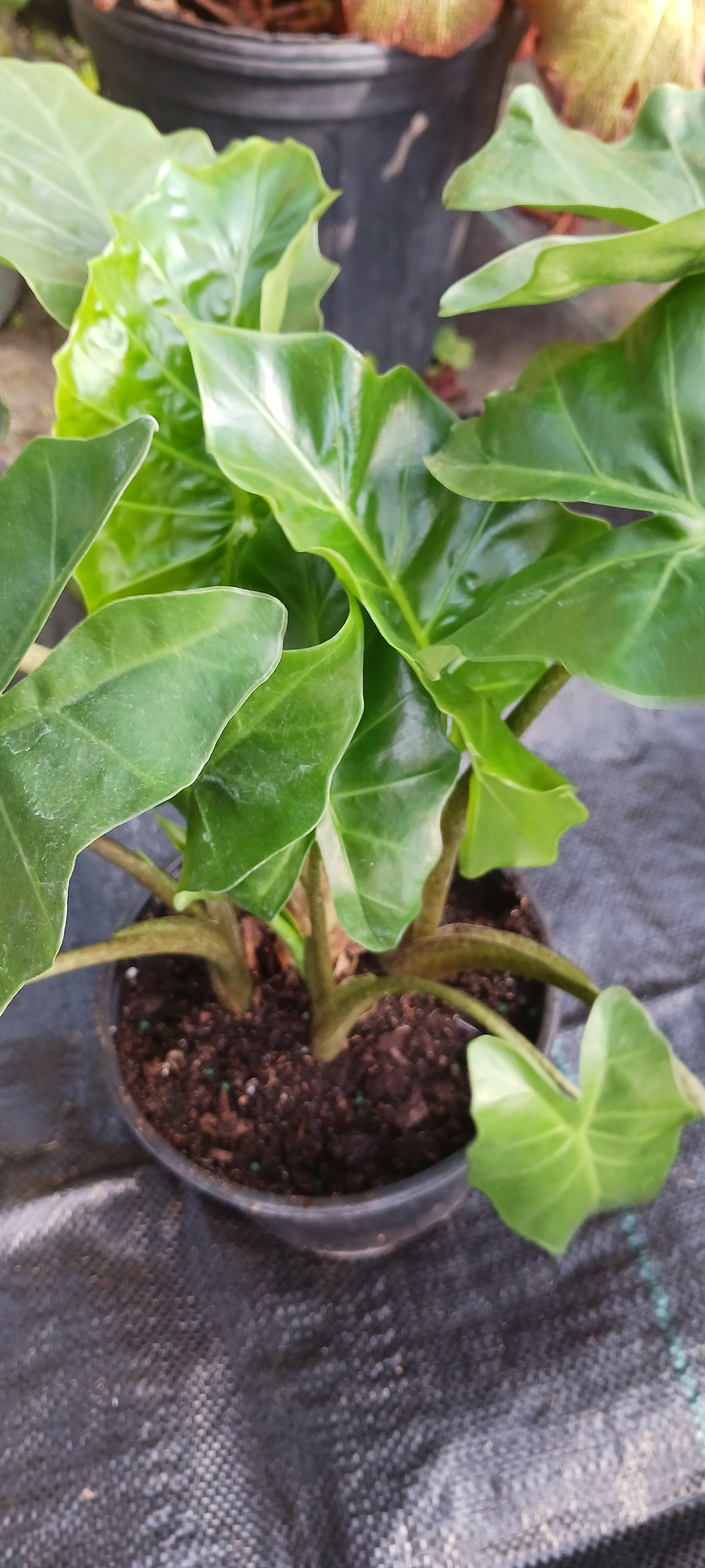 Alocasia Low Rider Elephant Ear Tropical Plant