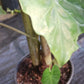 Alocasia Low Rider Elephant Ear Tropical Plant